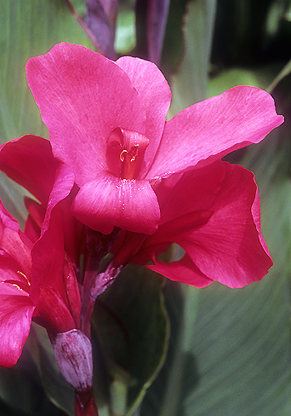 Centenaire de Rozain-Boucharlat canna heirloom bulbs #1