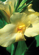 Oiseau d&rsquo;Or canna heirloom bulbs