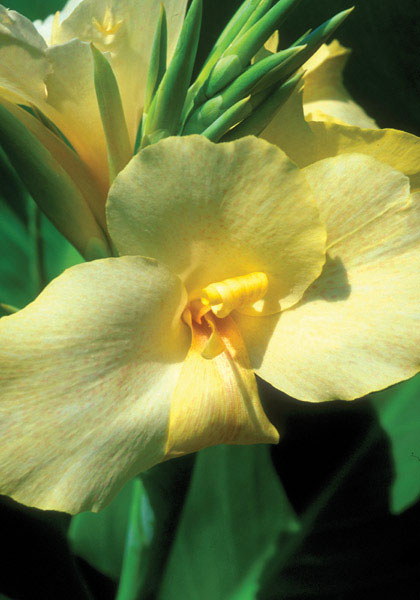 Oiseau d&rsquo;Or canna heirloom bulbs #1