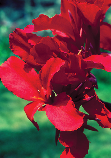 Assaut canna heirloom bulbs #1