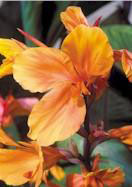Liberation canna heirloom bulbs