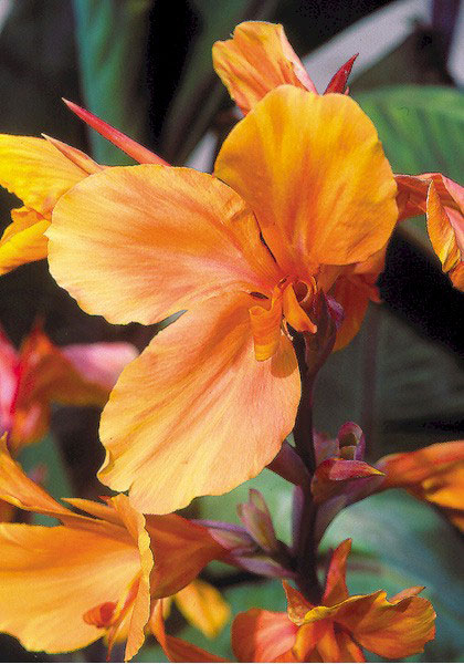 Liberation canna heirloom bulbs #1