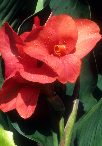 Louis Cayeux canna heirloom bulbs #1