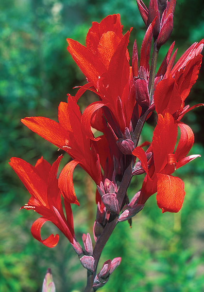 Robert Kemp canna heirloom bulbs #1