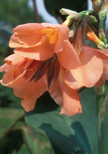 Alberich canna heirloom bulbs #1