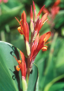 <em>indica</em> canna heirloom bulbs