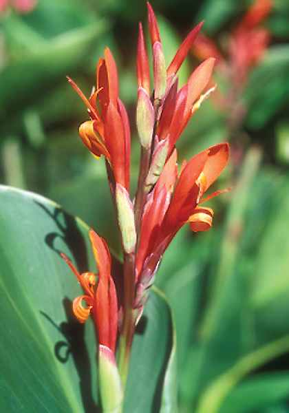 <em>indica</em> canna heirloom bulbs #1