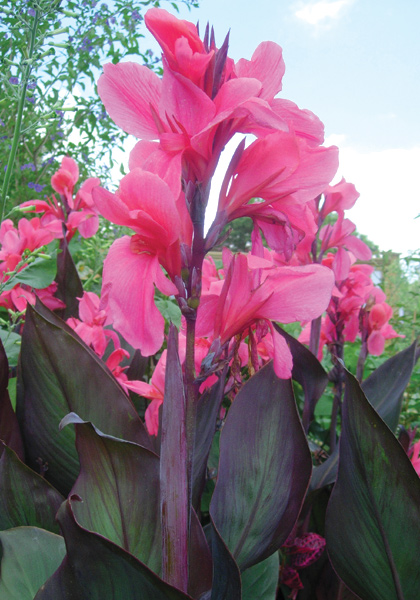 Shenandoah canna heirloom bulbs #1