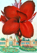 America canna heirloom bulbs