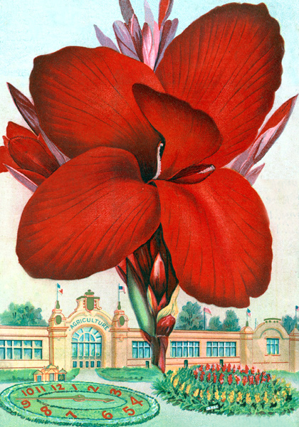 America canna heirloom bulbs #1