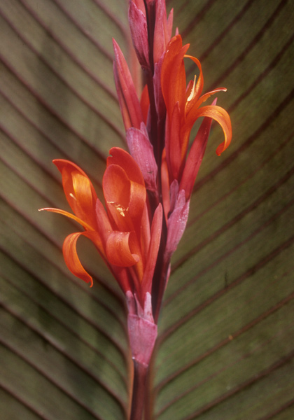 Indica Purpurea canna heirloom bulbs #1