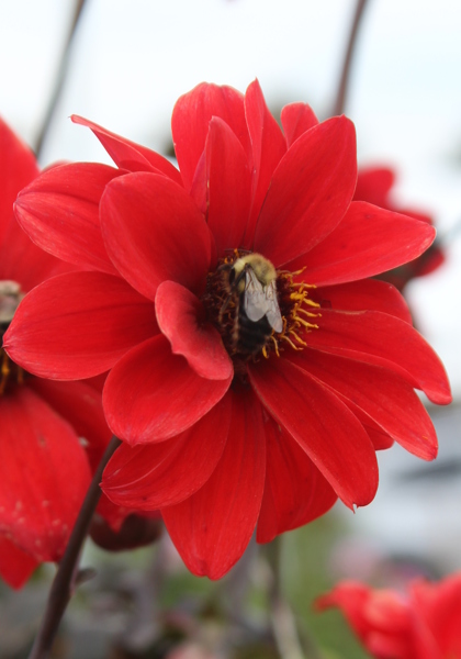 Bishop of Llandaff dahlia heirloom bulbs #2