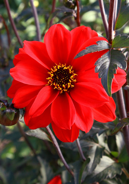 Bishop of Llandaff dahlia heirloom bulbs #1