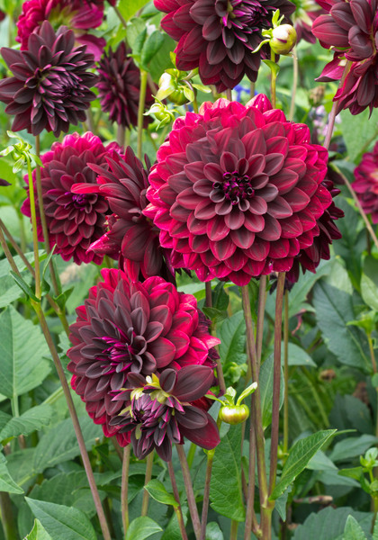 Arabian Night dahlia heirloom bulbs #2