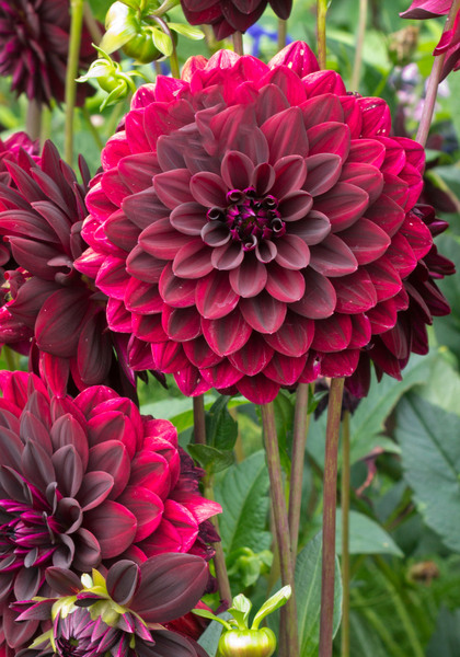 Arabian Night dahlia heirloom bulbs #1