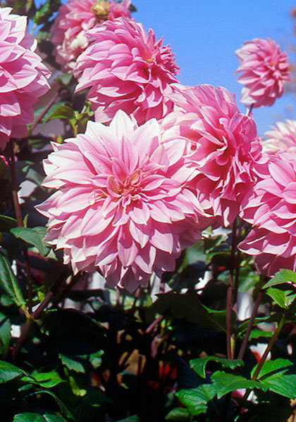 Jersey’s Beauty dahlia heirloom bulbs #1