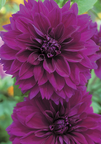 Thomas Edison dahlia heirloom bulbs #2