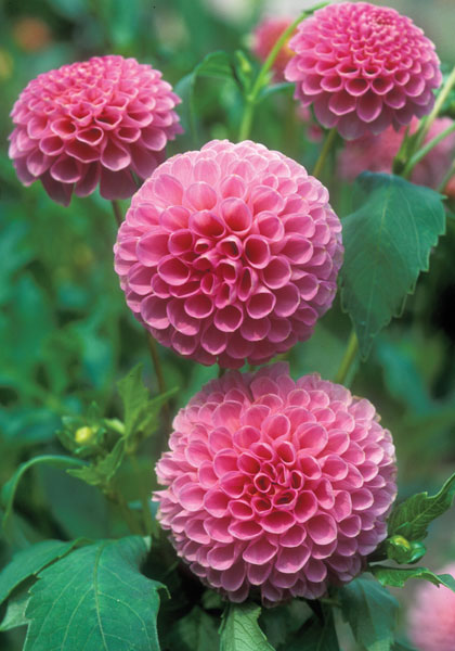 Betty Anne dahlia heirloom bulbs #1