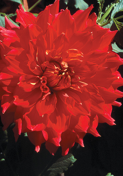 Mrs. le Boutillier dahlia heirloom bulbs #1