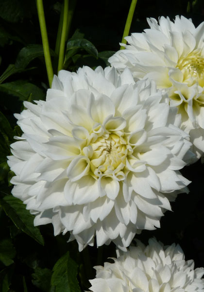 White Fawn dahlia heirloom bulbs #2