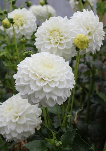 White Fawn dahlia heirloom bulbs #1