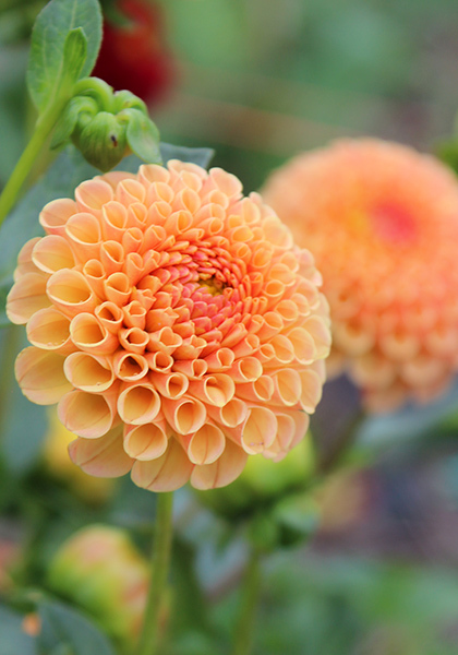 Amber Queen dahlia heirloom bulbs #2