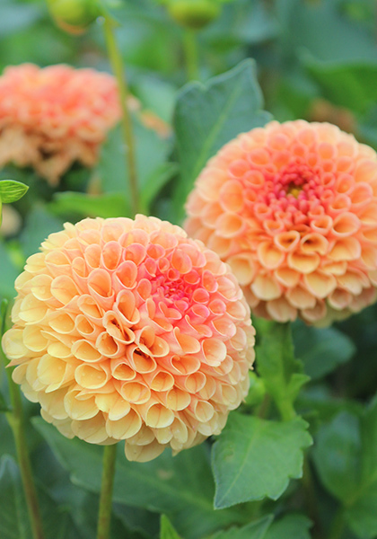 Amber Queen dahlia heirloom bulbs #1
