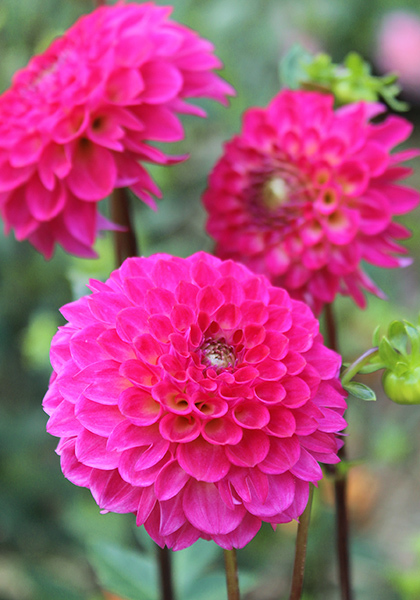 Fatima dahlia heirloom bulbs #1