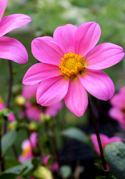 Bonne Esperance dahlia heirloom bulbs #1