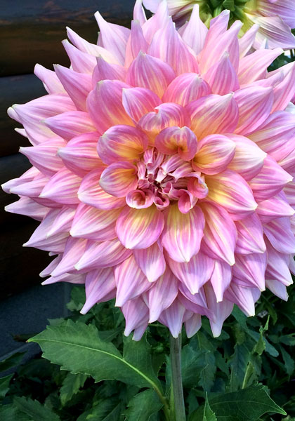 Kidd’s Climax dahlia heirloom bulbs #1