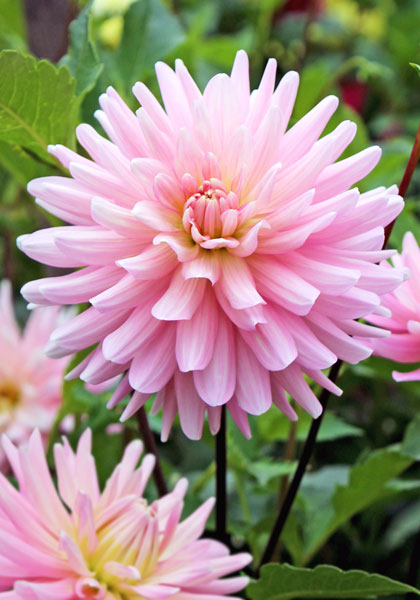 Miss Rose Fletcher dahlia heirloom bulbs #1