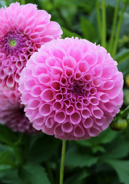Stolz von Berlin dahlia