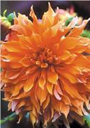 Sherwood&rsquo;s Peach dahlia heirloom bulbs