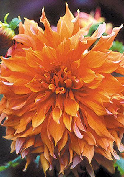 Sherwood&rsquo;s Peach dahlia heirloom bulbs #1