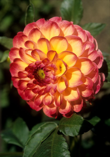 Kaiser Wilhelm dahlia heirloom bulbs #2