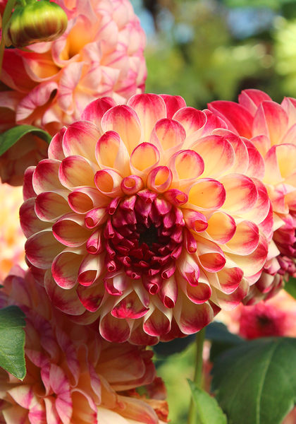 Kaiser Wilhelm dahlia heirloom bulbs #1
