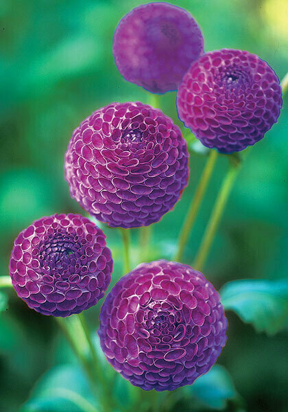 Willo Violet dahlia heirloom bulbs #2
