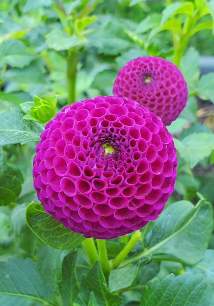 Willo Violet dahlia heirloom bulbs #1