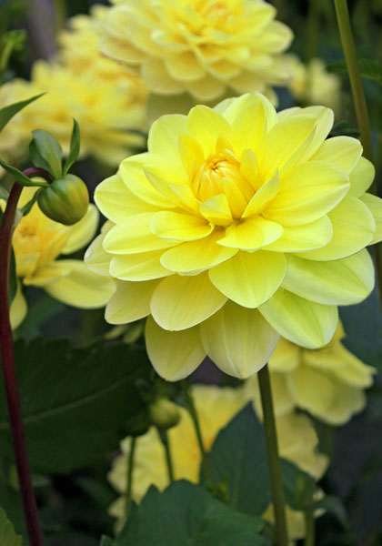 Glorie van Heemstede dahlia heirloom bulbs #1