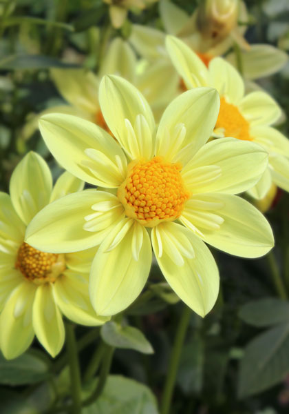 Clair de Lune dahlia heirloom bulbs #1