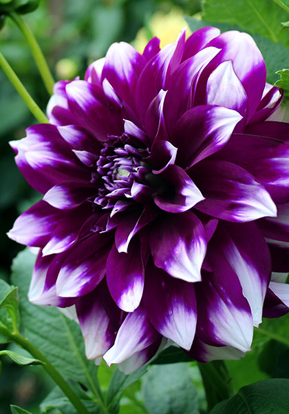 Hot, Dry Summer: Is it Bad for Bulbs – or Good? – www.OldHouseGardens.com  
