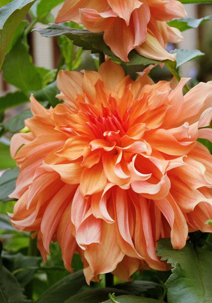 DAHLIAS