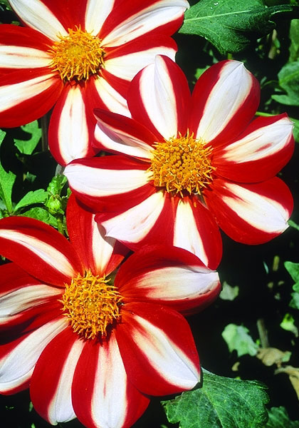 Union Jack dahlia heirloom bulbs #2