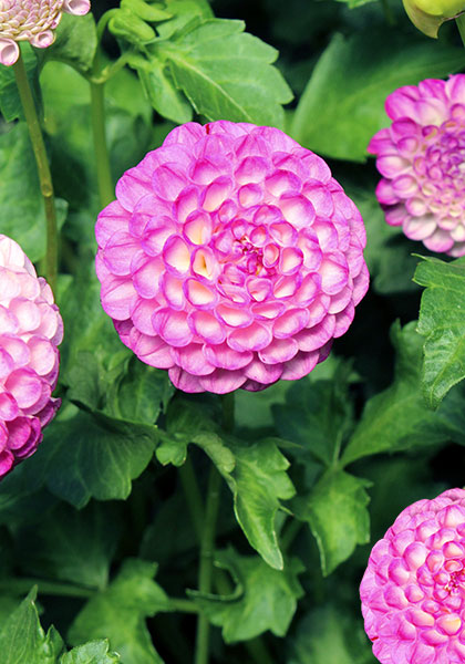 Nellie Broomhead dahlia heirloom bulbs #1