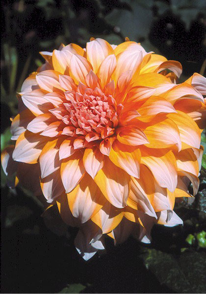 Prinses Beatrix dahlia heirloom bulbs #1