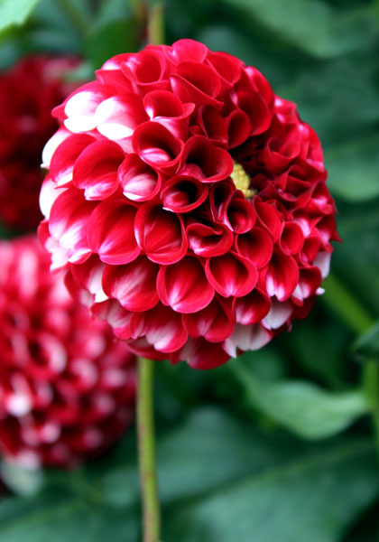 Tommy Keith dahlia heirloom bulbs #1