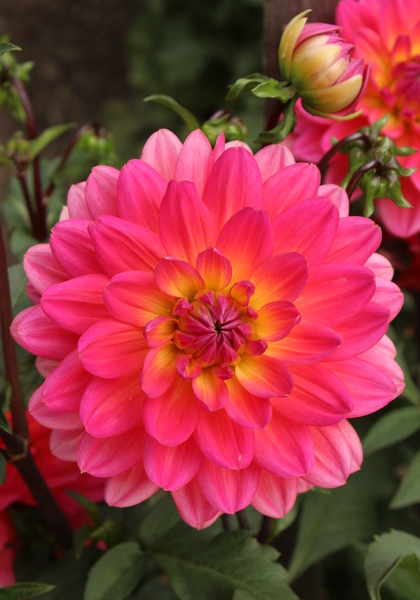Winsome dahlia heirloom bulbs #2