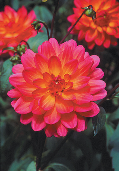 Winsome dahlia heirloom bulbs #3