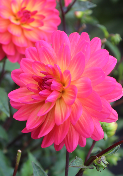 Winsome dahlia heirloom bulbs #1