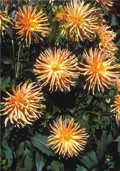 Orange Princess dahlia heirloom bulbs #1